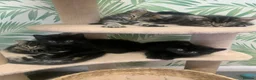 Mixed Breed cats for sale: 5 beautiful boy kittens  - Advert 24