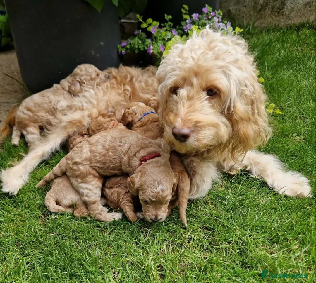 Cockapoo dogs for sale: Beautiful Cockapoo Puppies in Birmingham - Advert 21