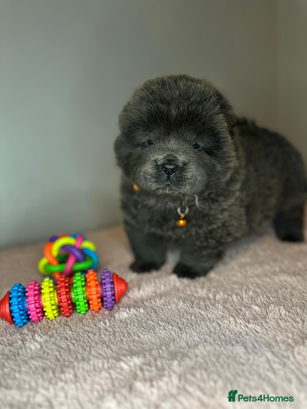 Chow Chow dogs  🌟 READY TO LEAVE NOW 🌟 CHOW PUPS - Advert 3