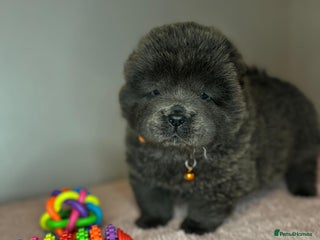 Chow Chow dogs 🌟 READY TO LEAVE NOW 🌟 CHOW PUPS - Advert 3