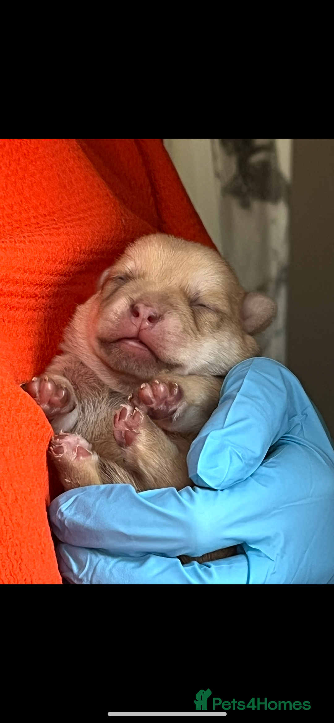 Pomchi dogs for sale: 💙🩵stunning only boy pomchi🩵💙 - Image 2