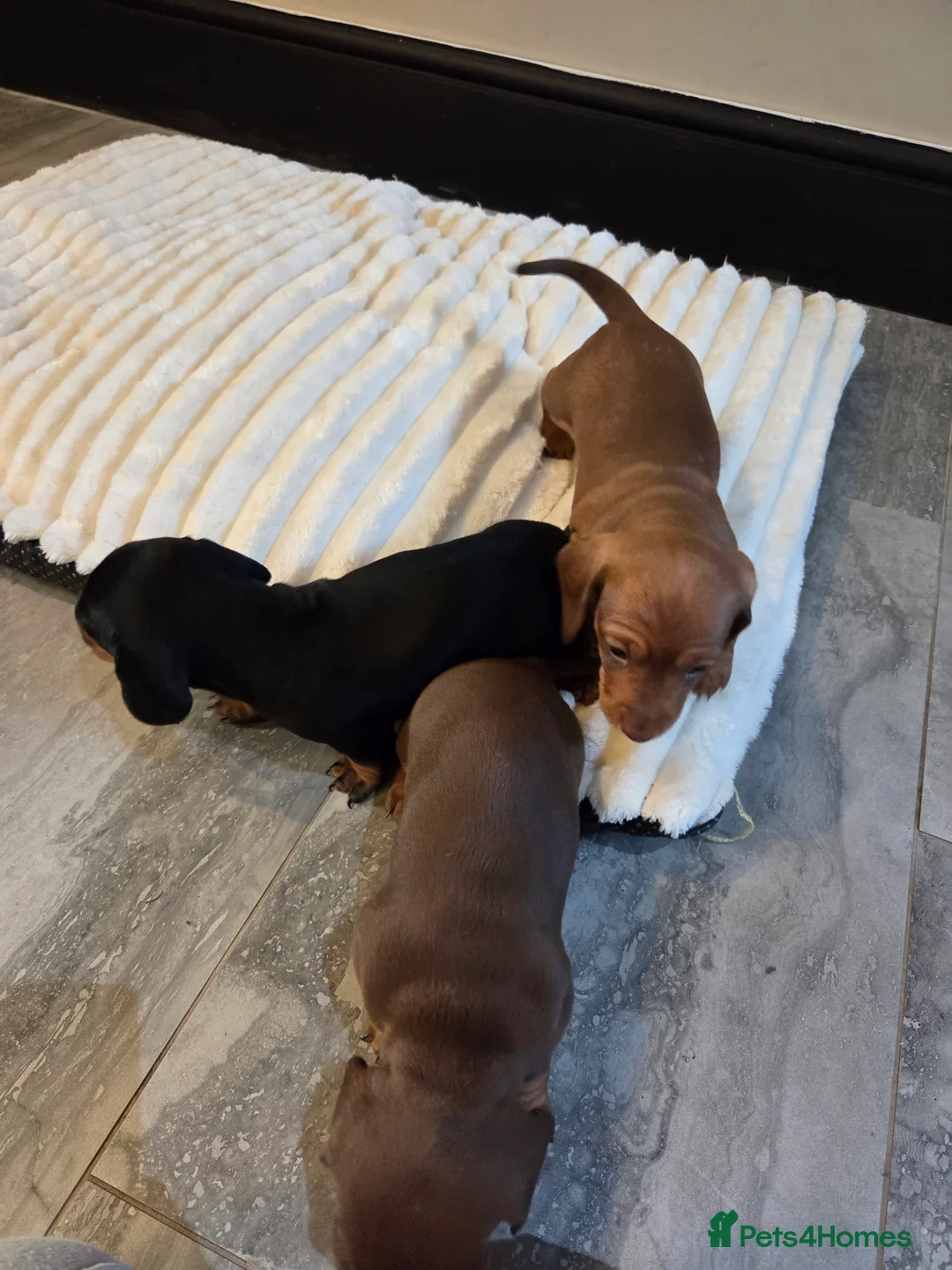 Miniature Dachshund dogs for sale: 3 Gorgeous Mini Dachshunds - Advert 6