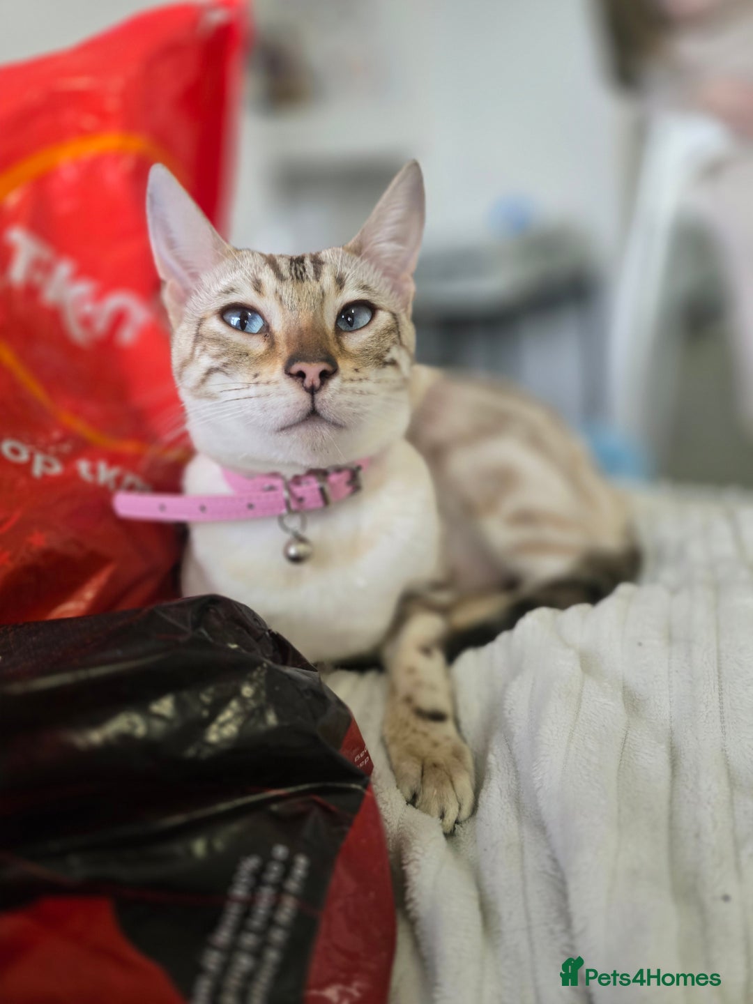 Bengal cats for sale: ✨ Planned Litter – Luxury Snow Bengals | Spring ✨ - Advert 9