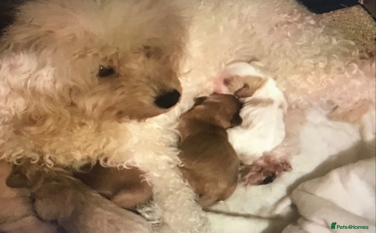 Cavapoo dogs DNA health tested F1 cavapoo BVA heart/eyes - Advert 5