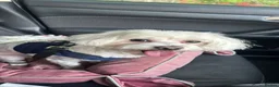 Maltese dogs for sale: Beautiful Male Maltese – 3 Years Old – £550 ONO in London - Advert 2