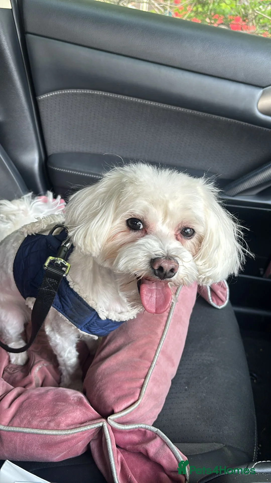 Maltese dogs for sale: Beautiful Male Maltese – 3 Years Old – £550 ONO in London - Advert 2