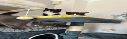 Mixed Breed cats for sale: 2 adorable female black & white kittens for sale  - Advert 7