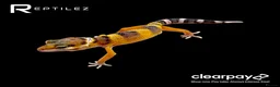 Leopard Gecko reptiles for sale: GECKO BABIES - Advert 5