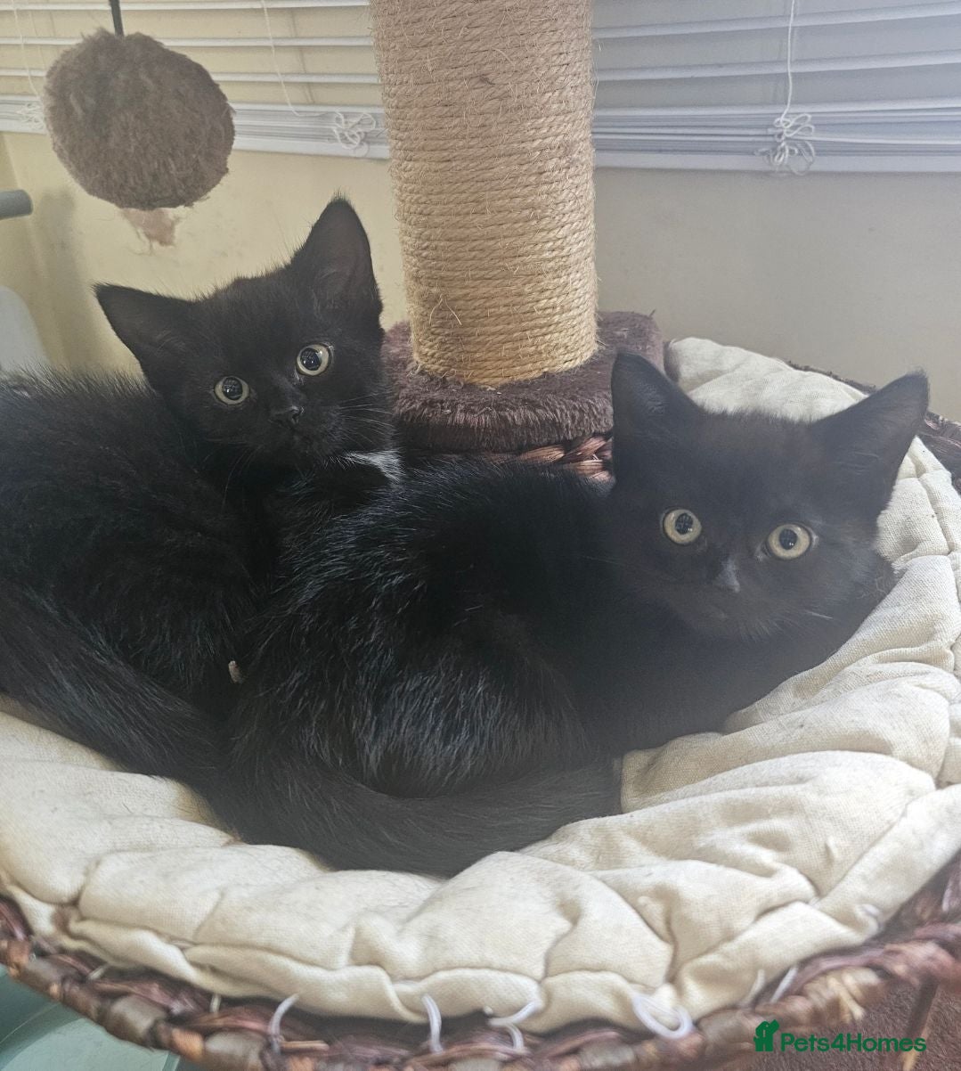 Mixed Breed cats 3 Brothers Looking For Homes - Advert 2