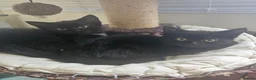 Mixed Breed cats for sale: 3 Brothers Looking For Homes - Advert 2
