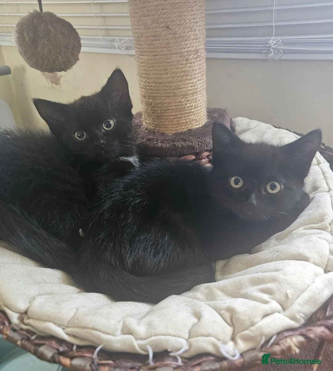 Mixed Breed cats for sale: 3 Brothers Looking For Homes - Advert 2