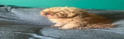 Toy Poodle dogs for stud: Toy poodle for stud  - Advert 3