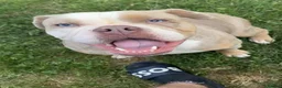 Olde English Bulldogge dogs for sale: Beautiful Lilac Tri Merle Olde English Bulldog  in Horsham - Advert 5