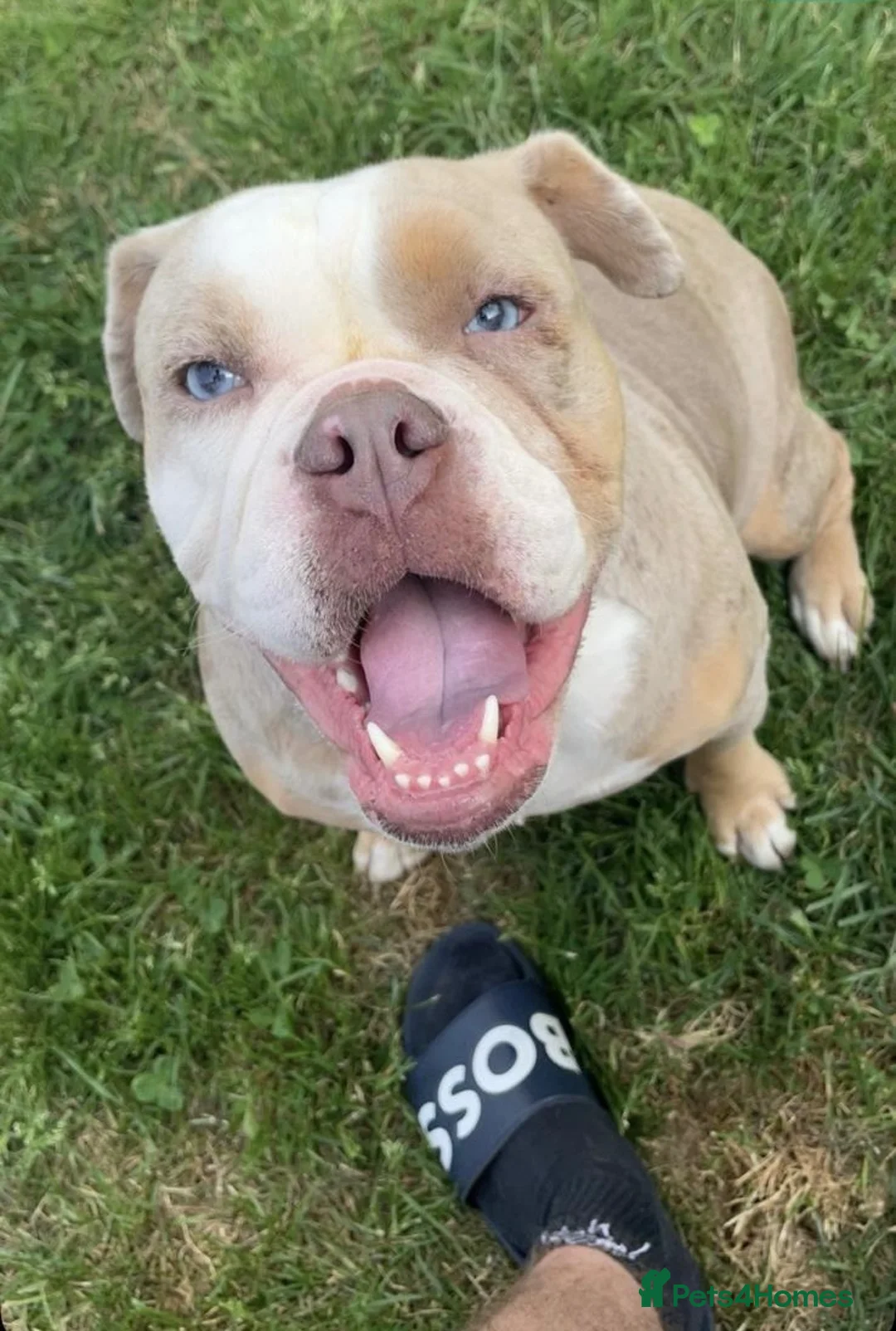 Olde English Bulldogge dogs for sale: Beautiful Lilac Tri Merle Olde English Bulldog  in Horsham - Advert 5