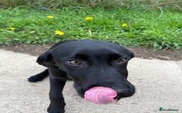 Labrador Retriever dogs for sale: ⭐️Fabulous Black Boy⭐️ - Image 2