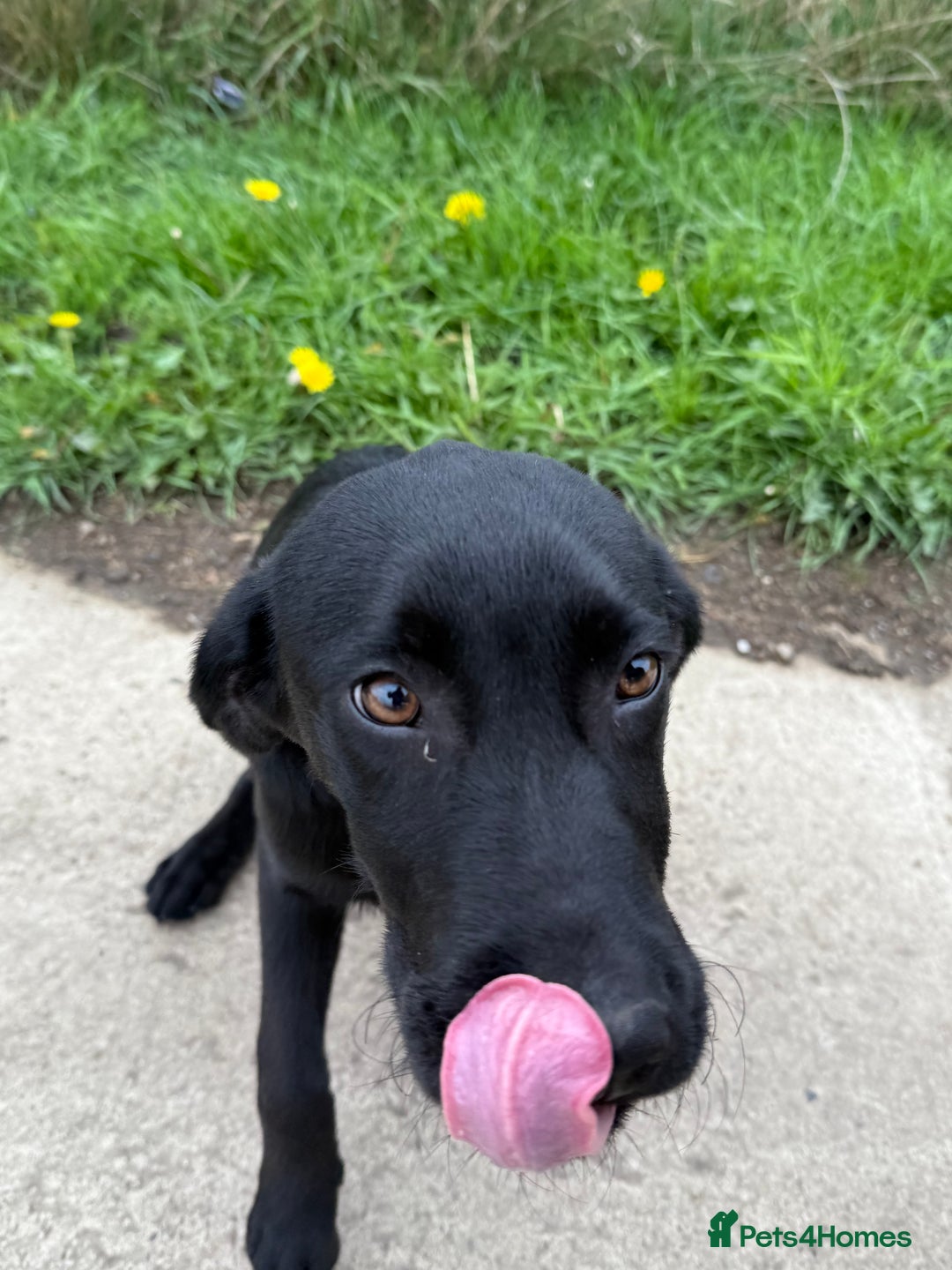 Labrador Retriever dogs for sale: ⭐️Fabulous Black Boy⭐️ - Image 2