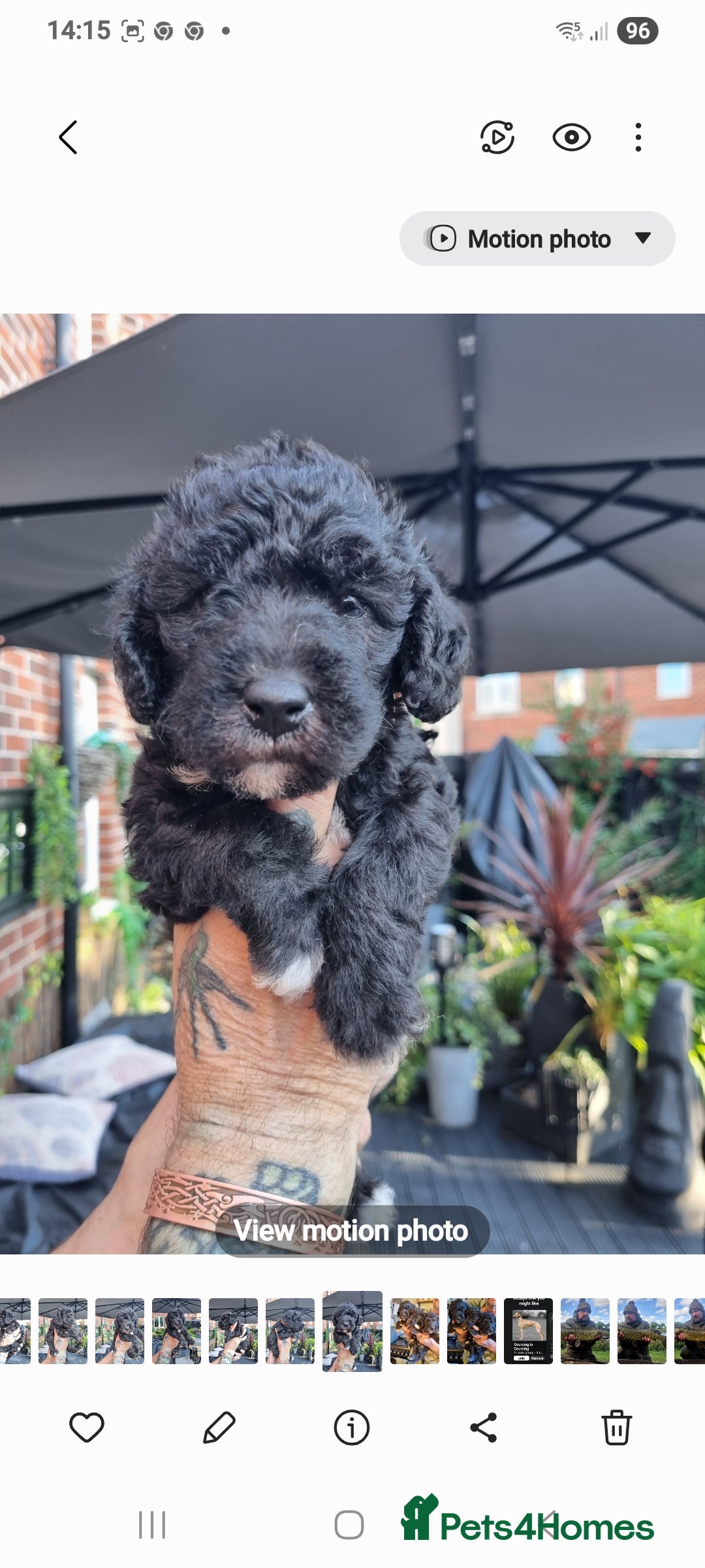 Bedlington Terrier dogs for sale: Bedlington terriers for sale  - Image 18