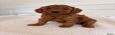 Cockapoo 4