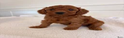 Cockapoo dogs for sale: LICENSED BREEDER HEALTH TESTED COCKAPOOS  - Advert 13