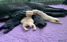 Labrador Retriever dogs for sale: Beautiful Quality Pedigree Labrador Puppies - Image 4