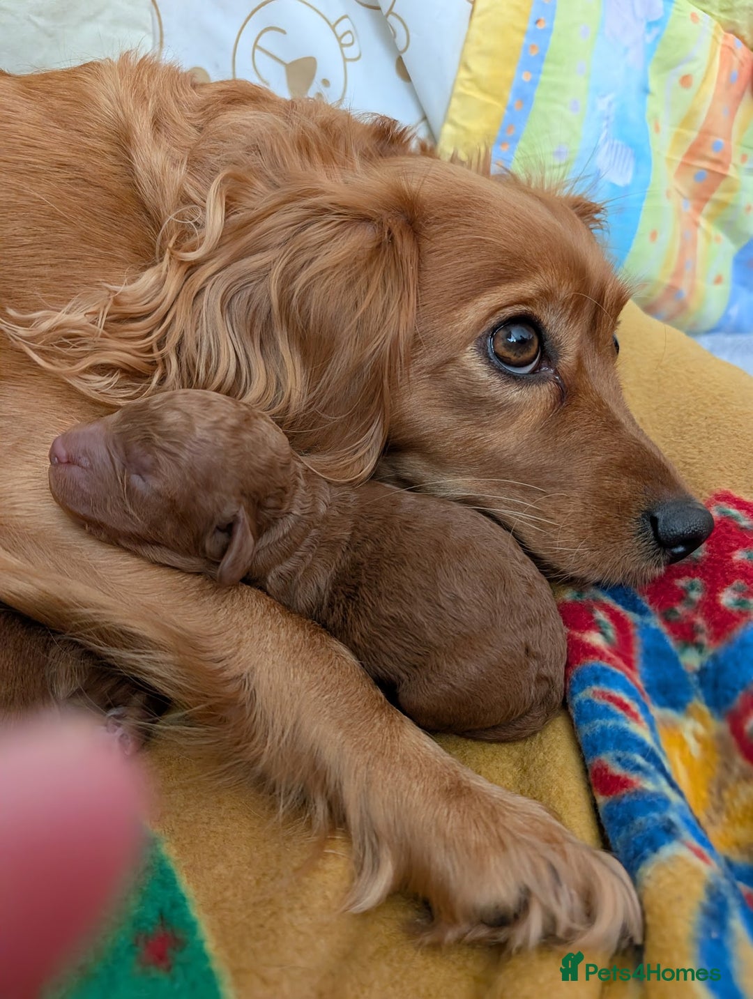 Cavapoo dogs for sale: F1B Deep Fox Red Puppies - Advert 11