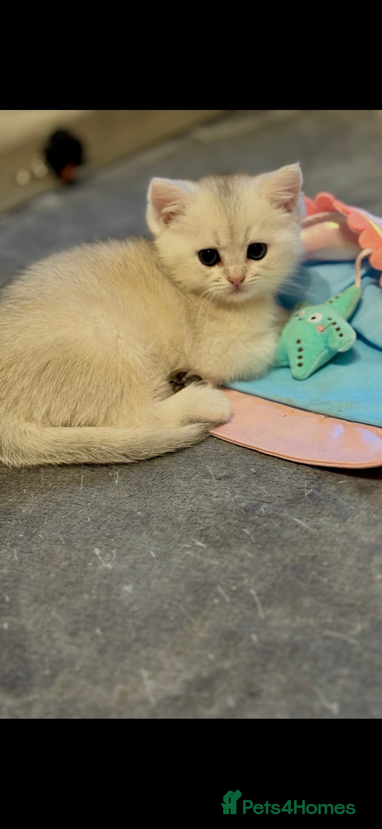 Scottish Fold cats Scottish purebred Fold and Straight kittens - Advert 8