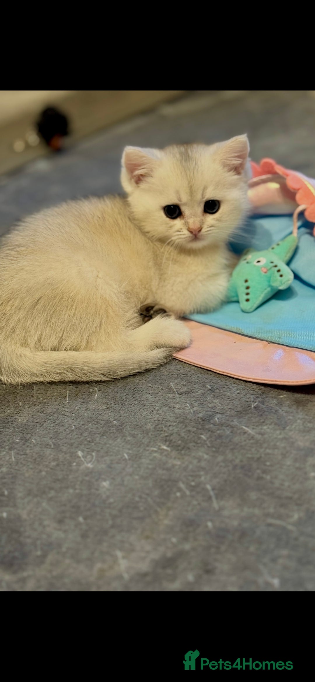 Scottish Fold cats for sale: Scottish purebred Fold and Straight kittens - Advert 8