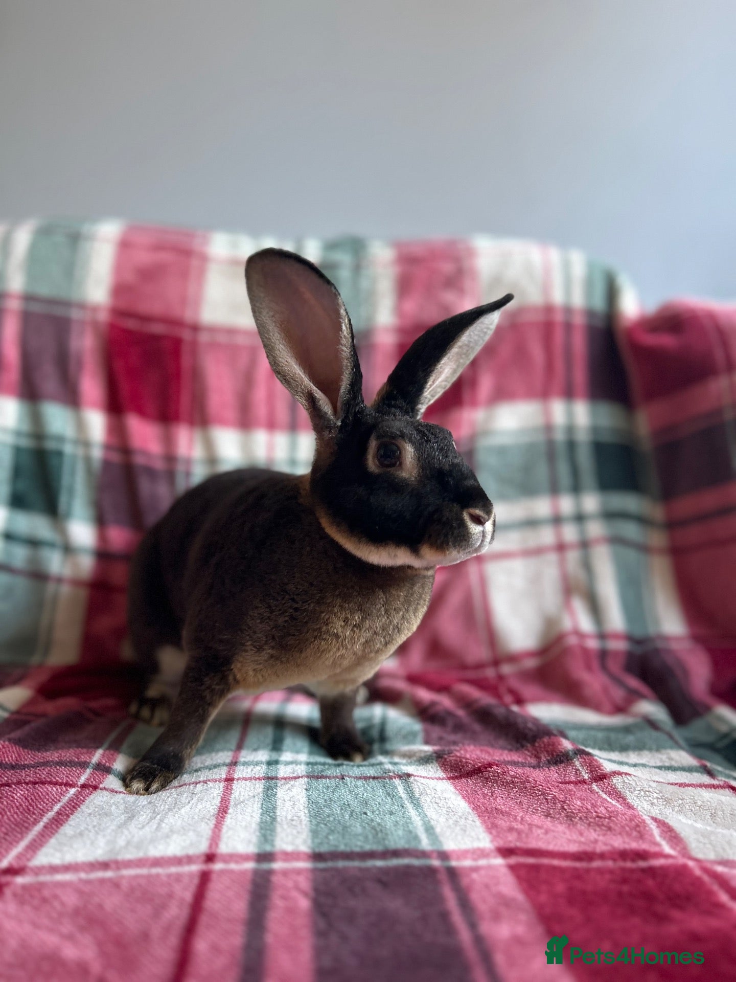 Rex rabbits Standard Rex Rabbits [Ready to Leave]  - Advert 5