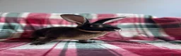 Rex rabbits for sale: Standard Rex Rabbits [Ready to Leave]  - Advert 1