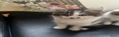 Domestic Shorthair 1