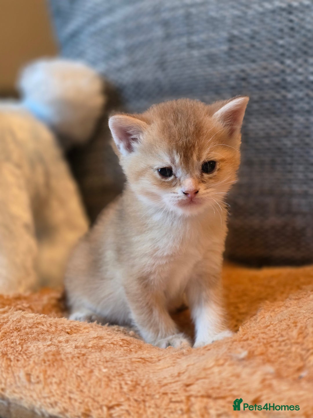 British Shorthair cats for sale: British shorthair Tica😻😽🐈😺😍🌹🌸🌼 - Advert 22