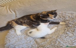 Mixed Breed cats for sale: Mixed ragdol /Turkish angora  - Image 4