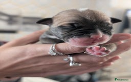 Old Tyme Bulldog dogs for sale: Old tyme bulldog pups  - Image 8