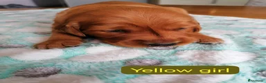 Golden Retriever 10
