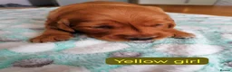 Golden Retriever dogs for sale: Exceptional KC registered Golden Retriever puppies - Advert 9