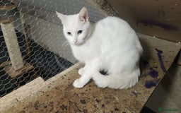 Turkish Angora cats for sale: British short-hair and turkish angora - Advert 1