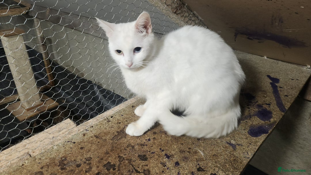 Turkish Angora cats for sale: British short-hair and turkish angora - Advert 1
