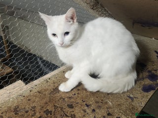 Turkish Angora cats for sale: British short-hair and turkish angora - Advert 1