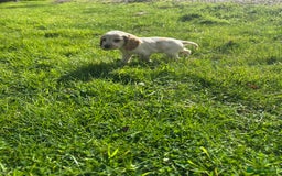 Cocker Spaniel dogs for sale: 5 adorable cockspaniel puppies for sale  - Image 8