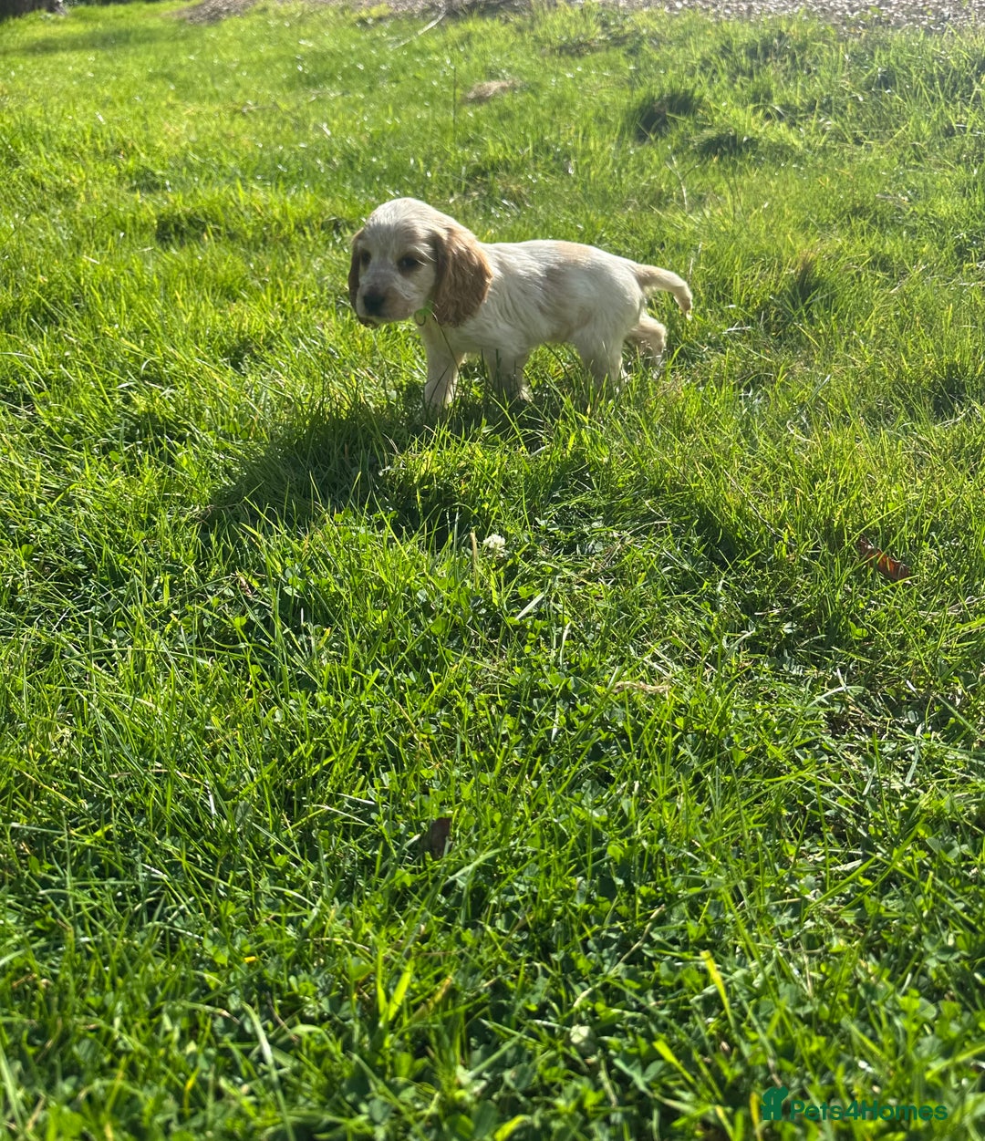 Cocker Spaniel dogs for sale: 5 adorable cockspaniel puppies for sale  - Image 8