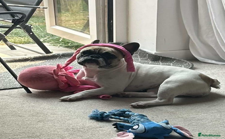 French Bulldog dogs - Advert 6