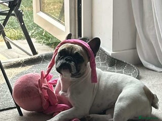 French Bulldog dogs - Advert 18