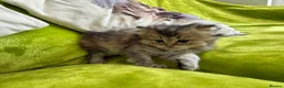British Longhair cats for sale: British Longhair Kittens in London - Advert 25