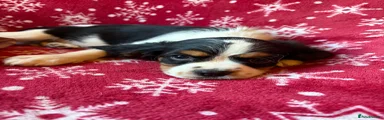 Cavalier King Charles Spaniel 1