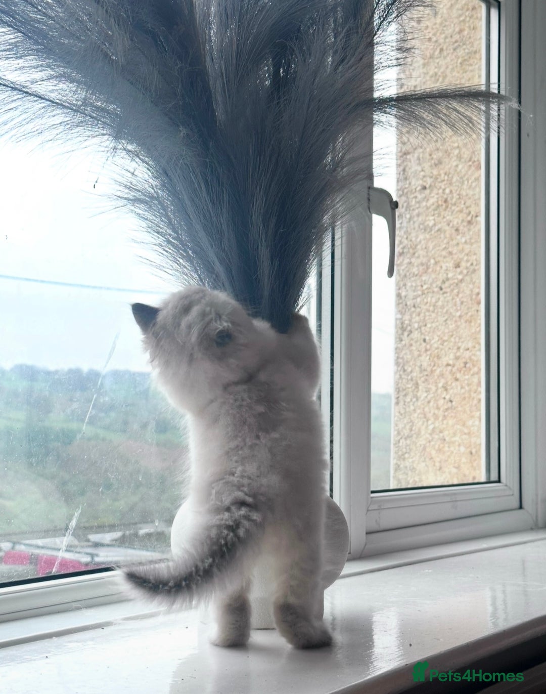 Ragdoll cats for sale: BLUE POINT RAGDOLL KITTENS - Image 28