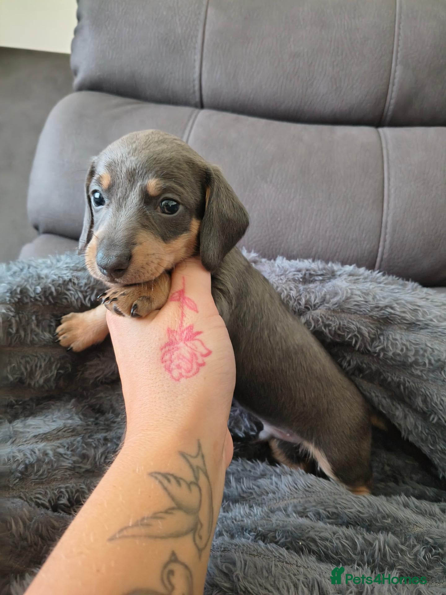 Miniature Dachshund dogs Miniature Dachshunds Pups. - Advert 8