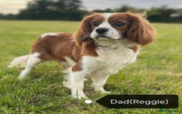 Cavapoo dogs for sale: 🌟F1 Cavapoo puppies Extensively health tested🌟  - Advert 7