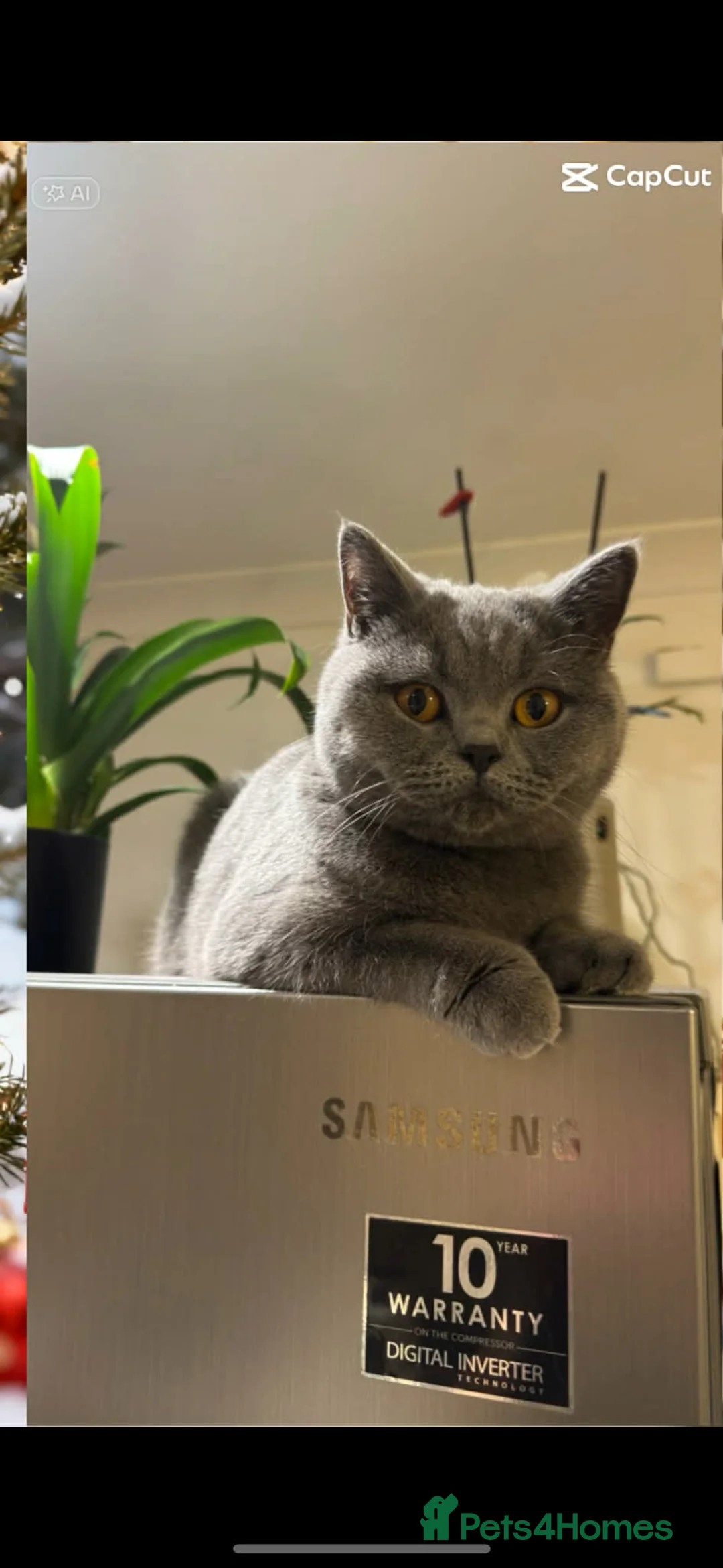 British Shorthair cats for sale: British shortcut in Plymouth - Advert 1