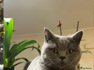 British Shorthair cats British shortcut - Advert 2