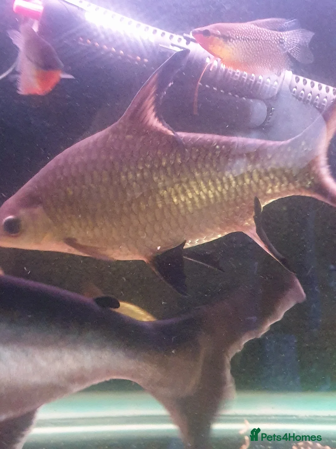 Sharks fish for sale: 5 bala sharks and 3 small bala sharks  - Advert 4